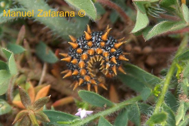 Un bruco con tanti tubercoli aguzzi! - Melitaea athalia - no, didyma